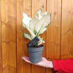 Aglaonéma (Aglaonema) ´WHITE JOY´- výška 20-25 cm, kont. C1L